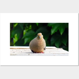 Bird Staring Mourning Dove Posters and Art